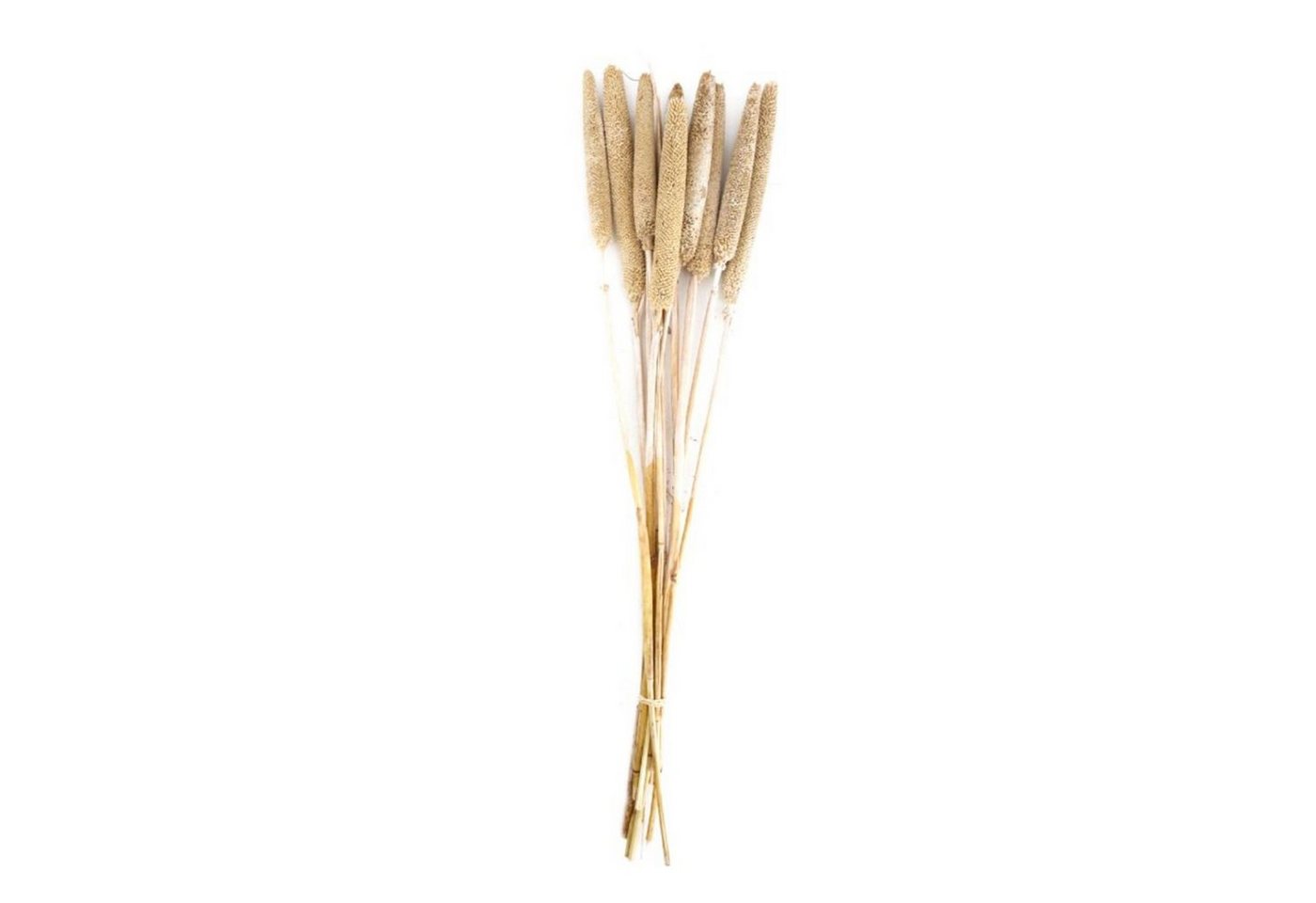 Trockenblume Perlhirse natur - Babala - Pennisetum Glaucum - 70x15x5 cm - 10 Stück, DIJK von DIJK