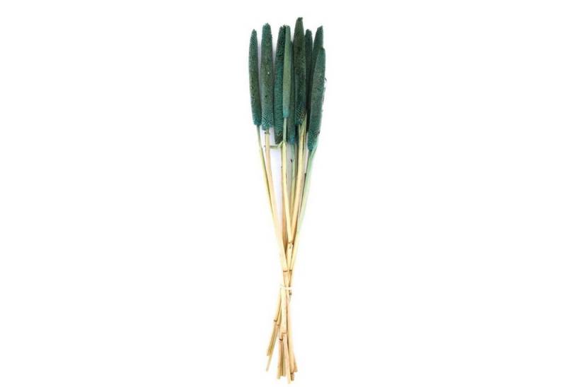 Trockenblume Perlhirse grün - Babala - Pennisetum Glaucum - 70x15x5 cm - 10 Stück, DIJK von DIJK