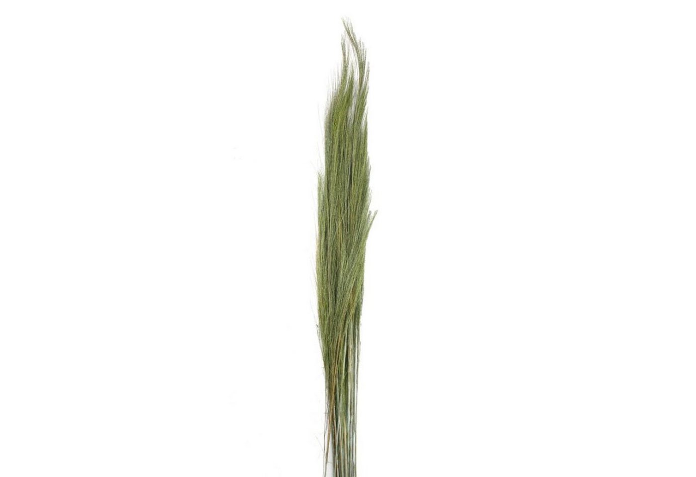 Trockenblume Ginstergras grün - Broom grass - Thysanolaena - 90-105 cm -100g, DIJK von DIJK