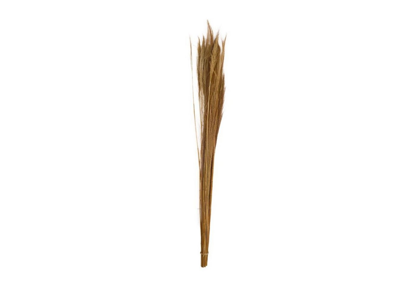 Trockenblume Ginstergras natur - Broom grass - Thysanolaena - 90-105 cm -100g, DIJK von DIJK