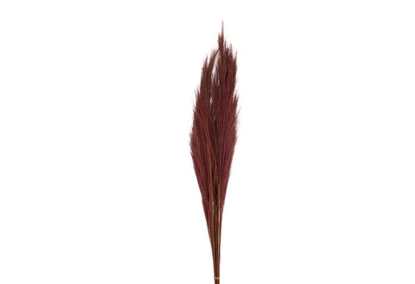 Trockenblume Ginstergras dunkelrot - Broom grass - Thysanolaena - 90-105 cm -100g, DIJK von DIJK
