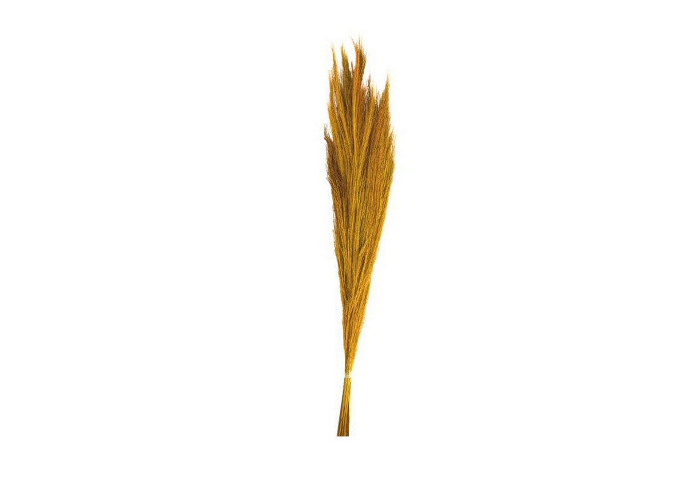 Trockenblume Ginstergras gelb - Broom grass - Thysanolaena - 90-105 cm - 100g, DIJK von DIJK