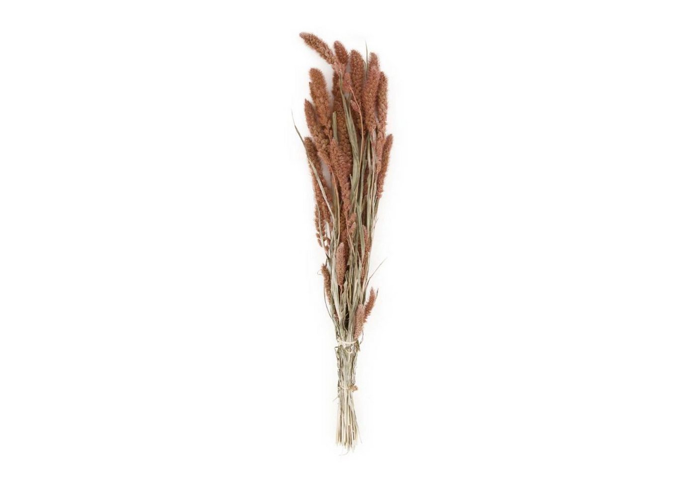 Trockenblume Borstenhirse rot - Setaria - 66x15x6 cm, DIJK von DIJK