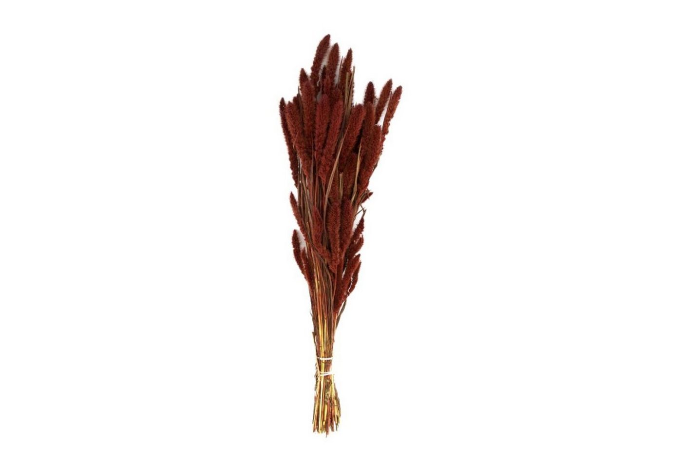 Trockenblume Borstenhirse dunkelrot - Setaria - 66x15x6 cm, DIJK von DIJK