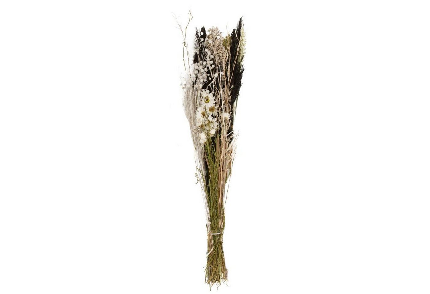 Trockenblume Getrockneter Blumenstrauß natur - dried flower bouquet, DIJK von DIJK