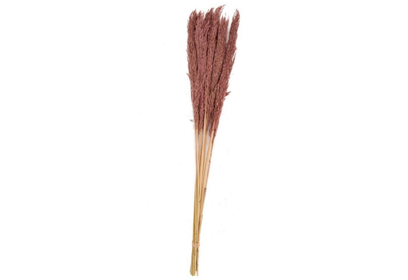 Trockenblume Ravennagras rosa - Grass plume - Dichelachne crinita - 75 cm - 10 Stück, DIJK von DIJK