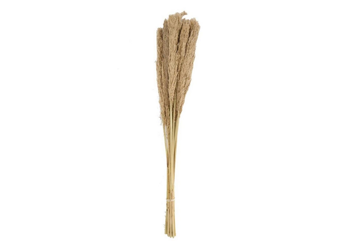 Trockenblume Ravennagras natur - Grass plume - Dichelachne crinita - 75 cm - 10 Stück, DIJK von DIJK