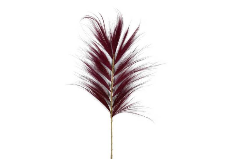 Trockenblume Federgras dunkelrot - Plume Grass - Dichelachne crinita - 38x1x118 cm, DIJK von DIJK