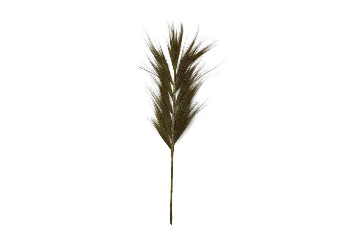 Trockenblume Federgras dunkelgrün - Plume Grass - Dichelachne crinita - 38x1x118 cm, DIJK von DIJK