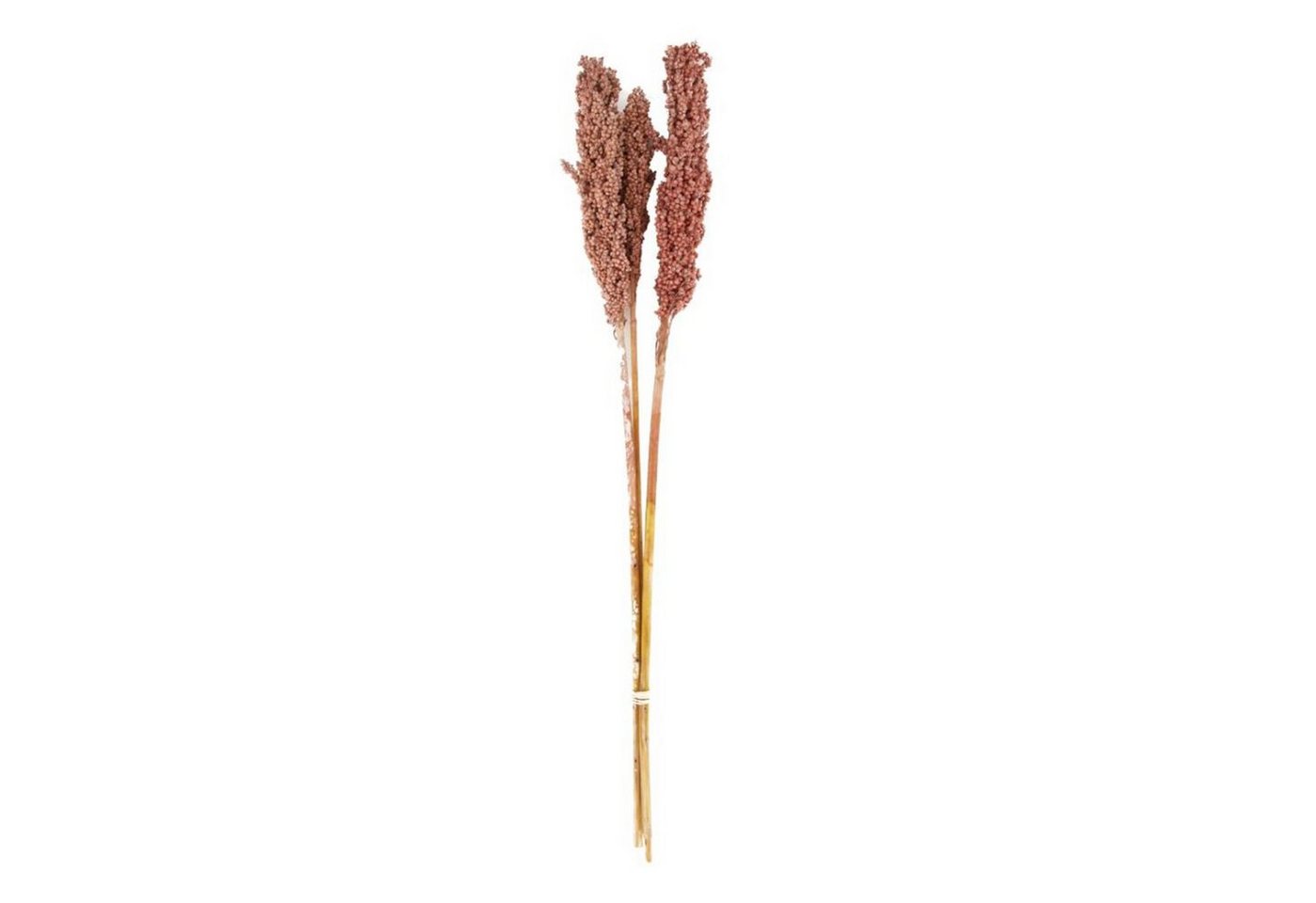 Trockenblume Maisgras rosa - Indian corn - Zea mays - 70x10x6.5 cm - 3 Stück, DIJK von DIJK
