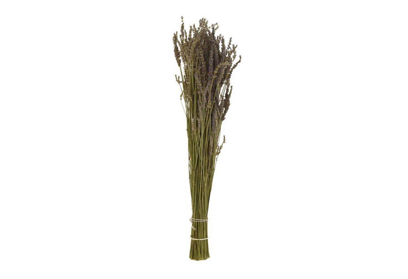 Trockenblume Lavendel violett - Lavandula - Lavender - 38,8 cm - mit langem Stiel, DIJK von DIJK