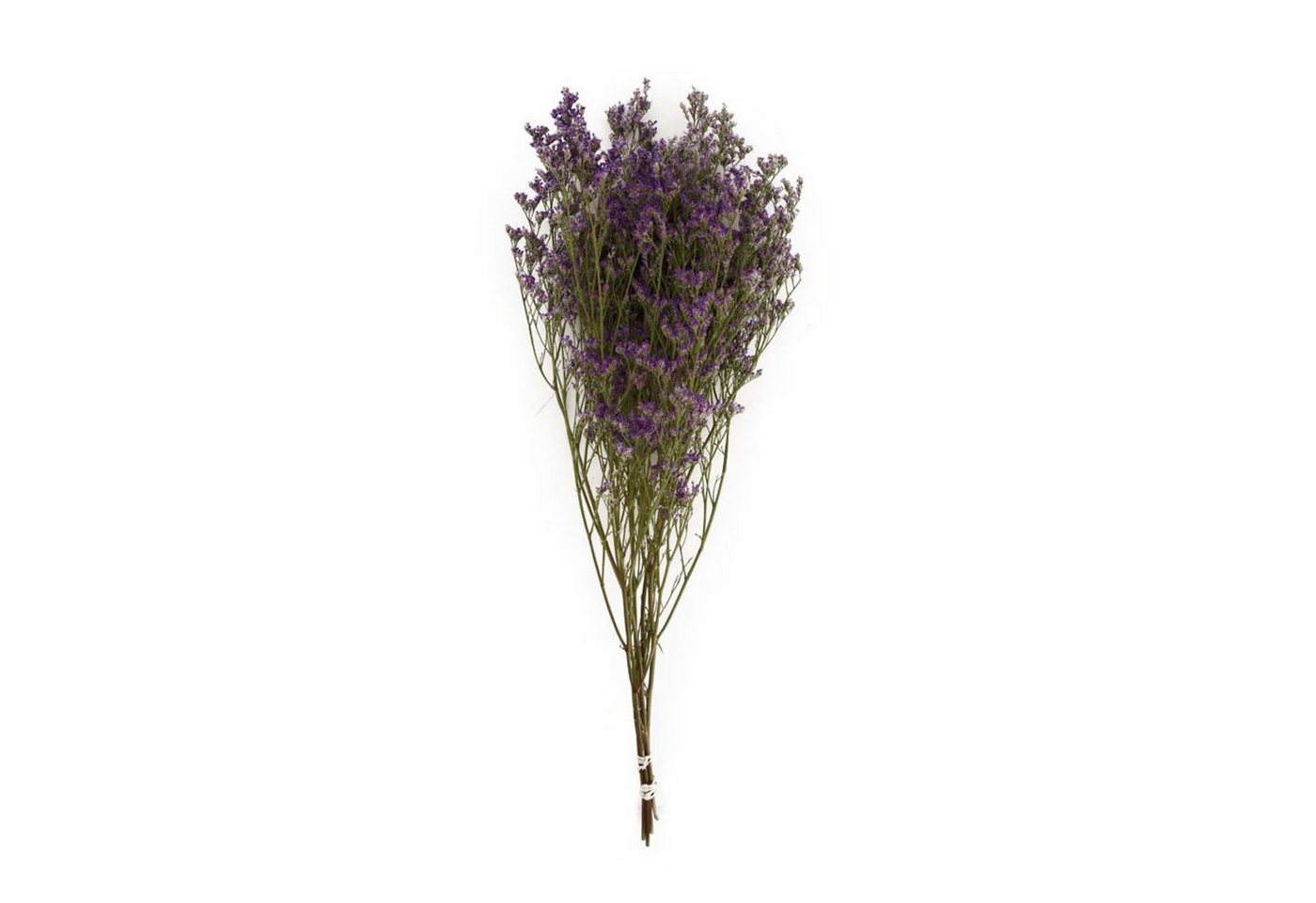 Trockenblume Strandflieder lila - Limonium - 65x22x10 cm, DIJK von DIJK