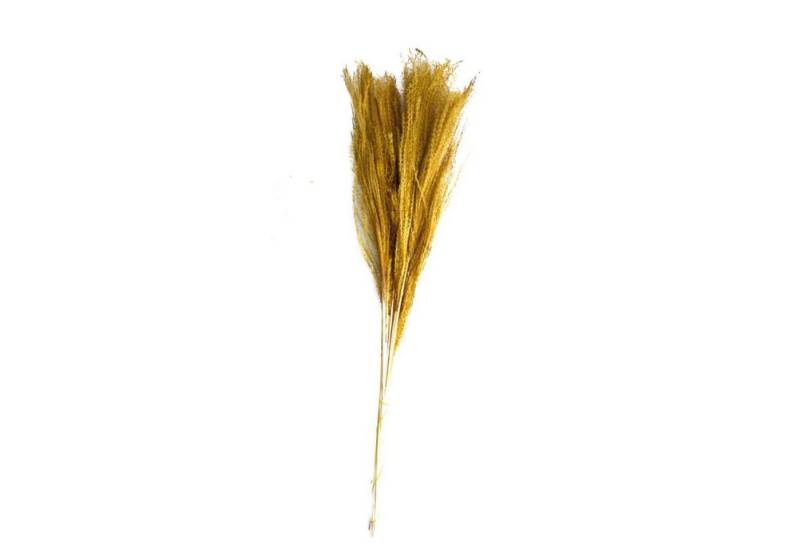 Trockenblume Chinaschilf gelb - Miscanthus - 75 cm - 10 Stück, DIJK von DIJK