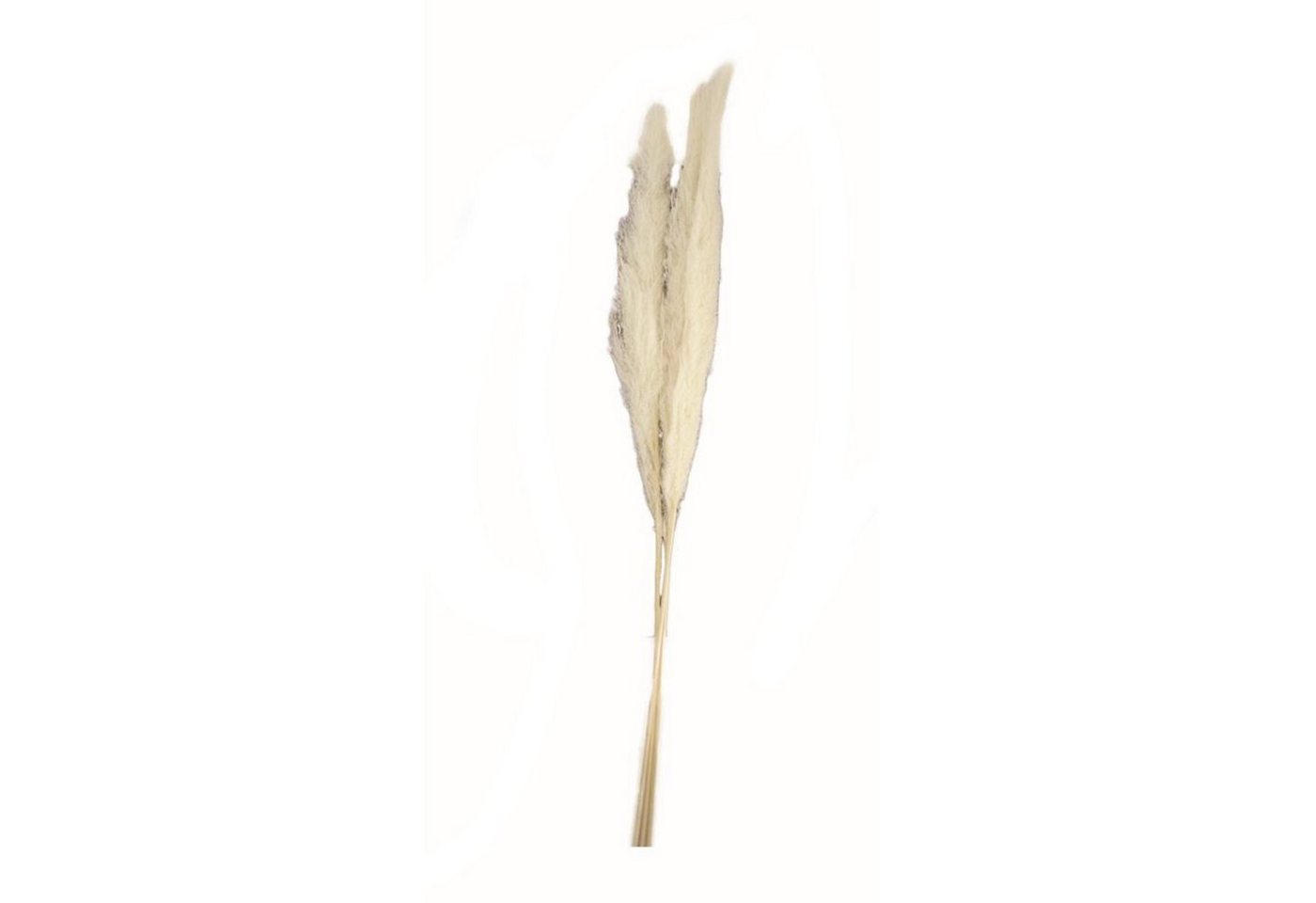 Trockenblume Pampasgras weiß - pampas grass - Cortaderia - 100-115 cm - 3 Stück, DIJK von DIJK
