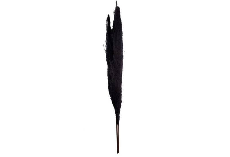 Trockenblume Pampasgras schwarz - pampas grass - Cortaderia - 100-115 cm - 3 Stück, DIJK von DIJK