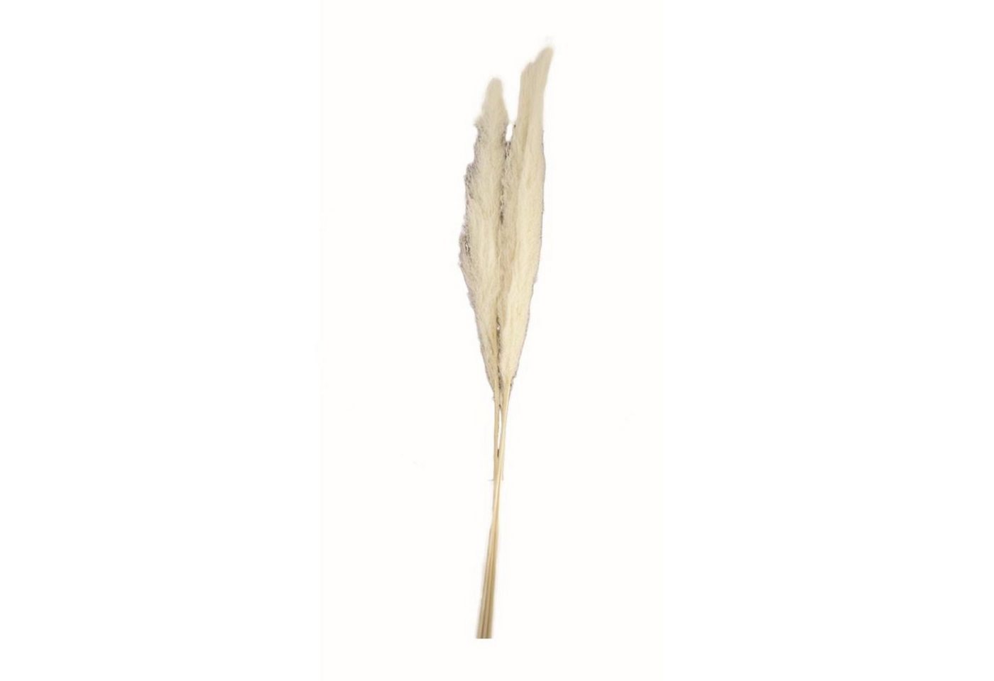 Trockenblume Pampasgras weiß - pampas grass - Cortaderia - 140-160 cm - 3 Stück, DIJK von DIJK