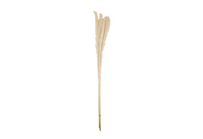 Trockenblume Pampasgras weiß - pampas grass - Cortaderia - 75 cm - 6 Stück, DIJK von DIJK