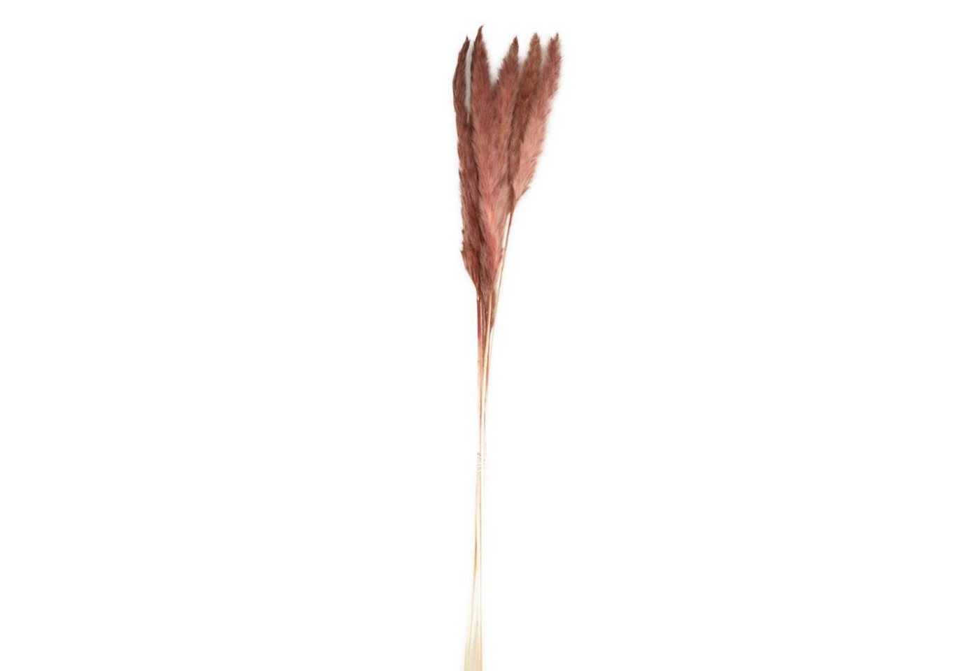 Trockenblume Pampasgras rot - pampas grass - Cortaderia - 75 cm - 6 Stück, DIJK von DIJK