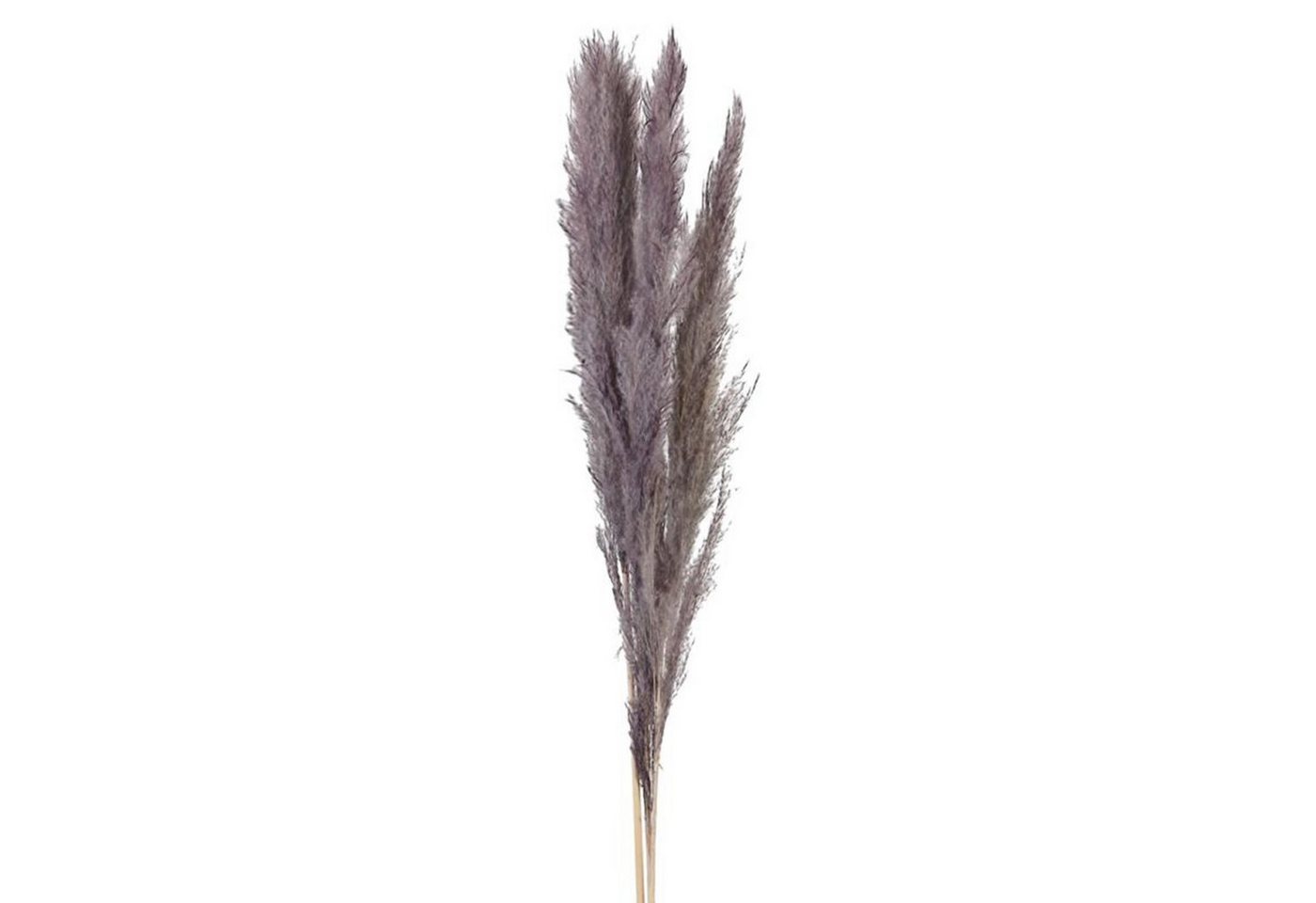 Trockenblume Pampasgras lila - Pampas grass - Cortaderia - 115-117 cm - 3 Stück, DIJK von DIJK