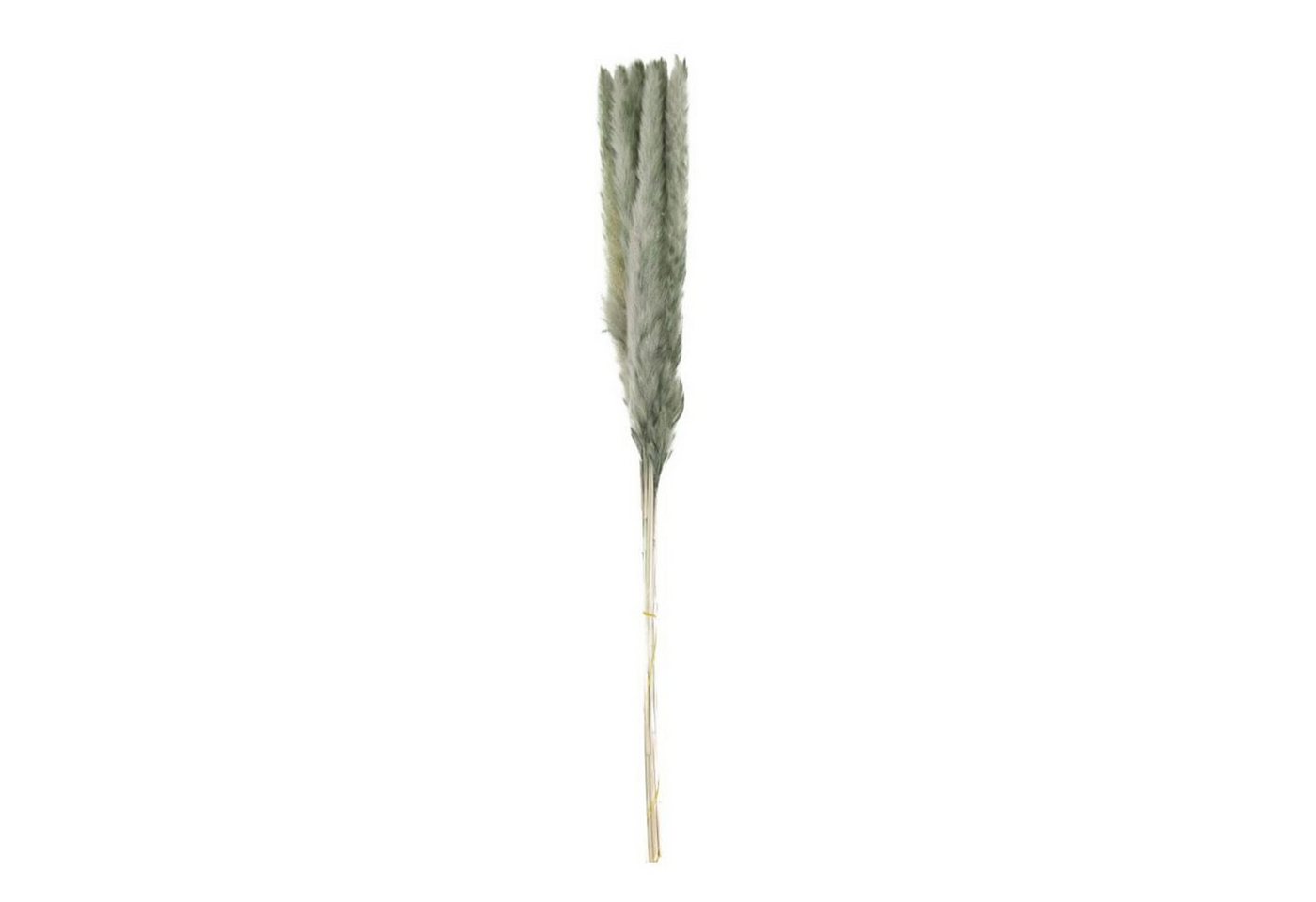 Trockenblume Pampasgras grün - Pampas grass - Cortaderia - 65-75 cm - 10 Stück, DIJK von DIJK