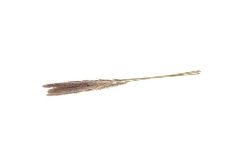 Trockenblume Pampasgras natur - Pampas grass - Cortaderia - 65-75x8x1 cm - 10 Stück, DIJK von DIJK