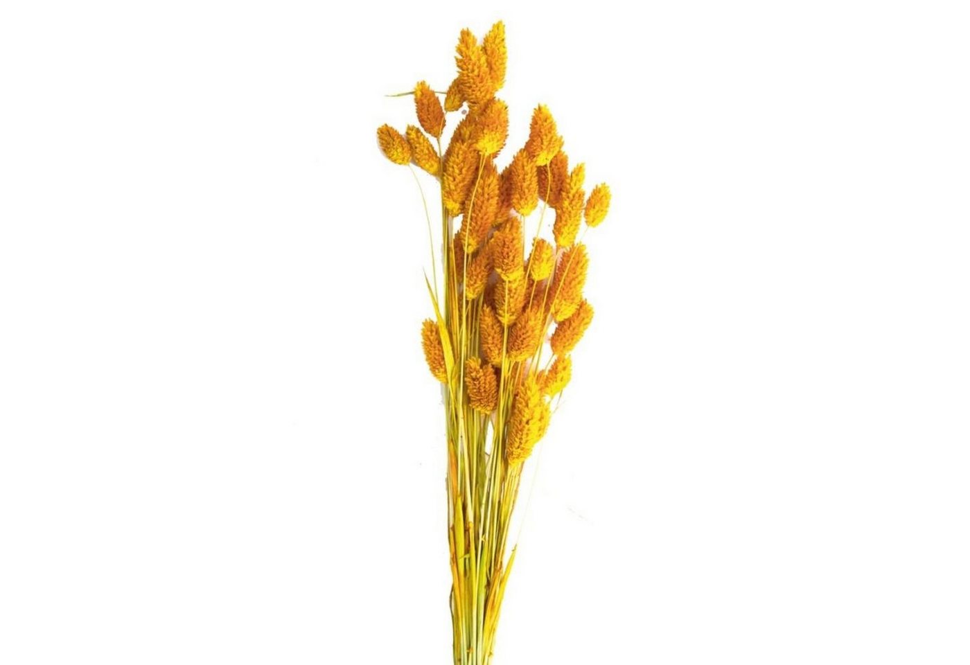 Trockenblume Glanzgras gelb - Phalaris - 60 cm - 50g, DIJK von DIJK