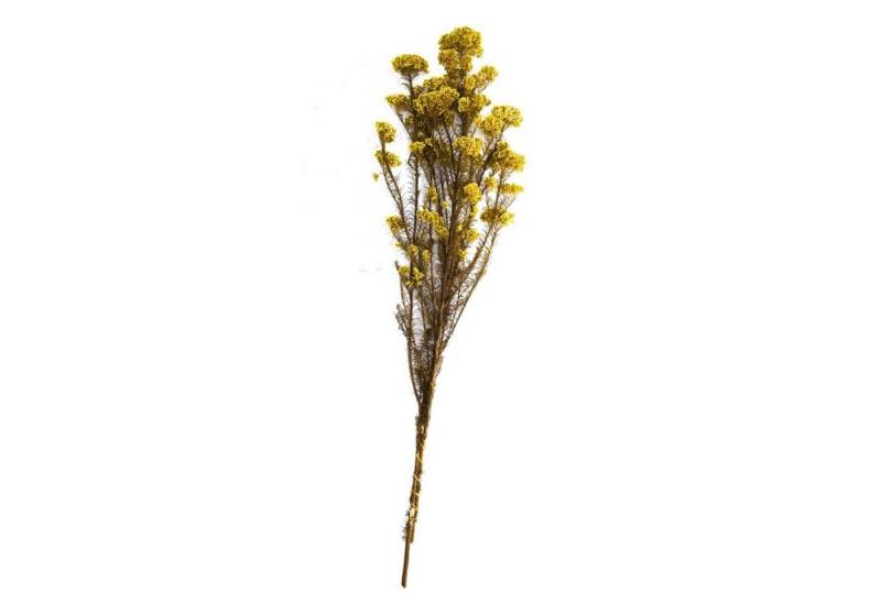 Trockenblume Reisblume gelb - rice flower - Ozothamnus diosmifolius - 79,4 cm - 70g, DIJK von DIJK