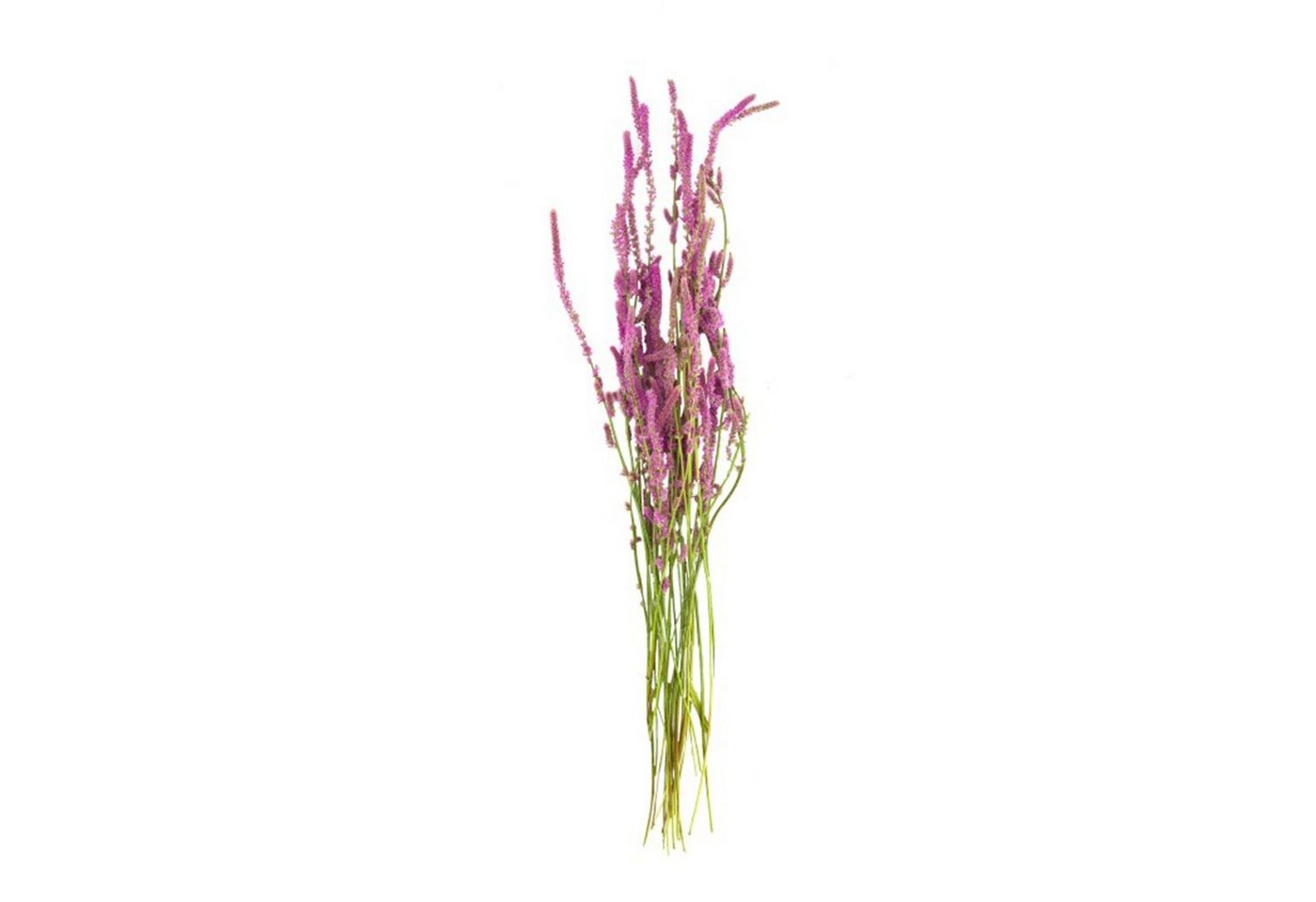 Trockenblume Meerlavendel natur - statice suworowii - 58x15x5 cm, DIJK von DIJK