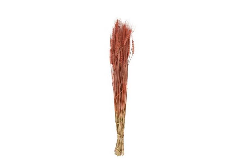 Trockenblume Weizengras rot - Wheat grass - Triticum - 60-65 cm - 100 g, DIJK von DIJK