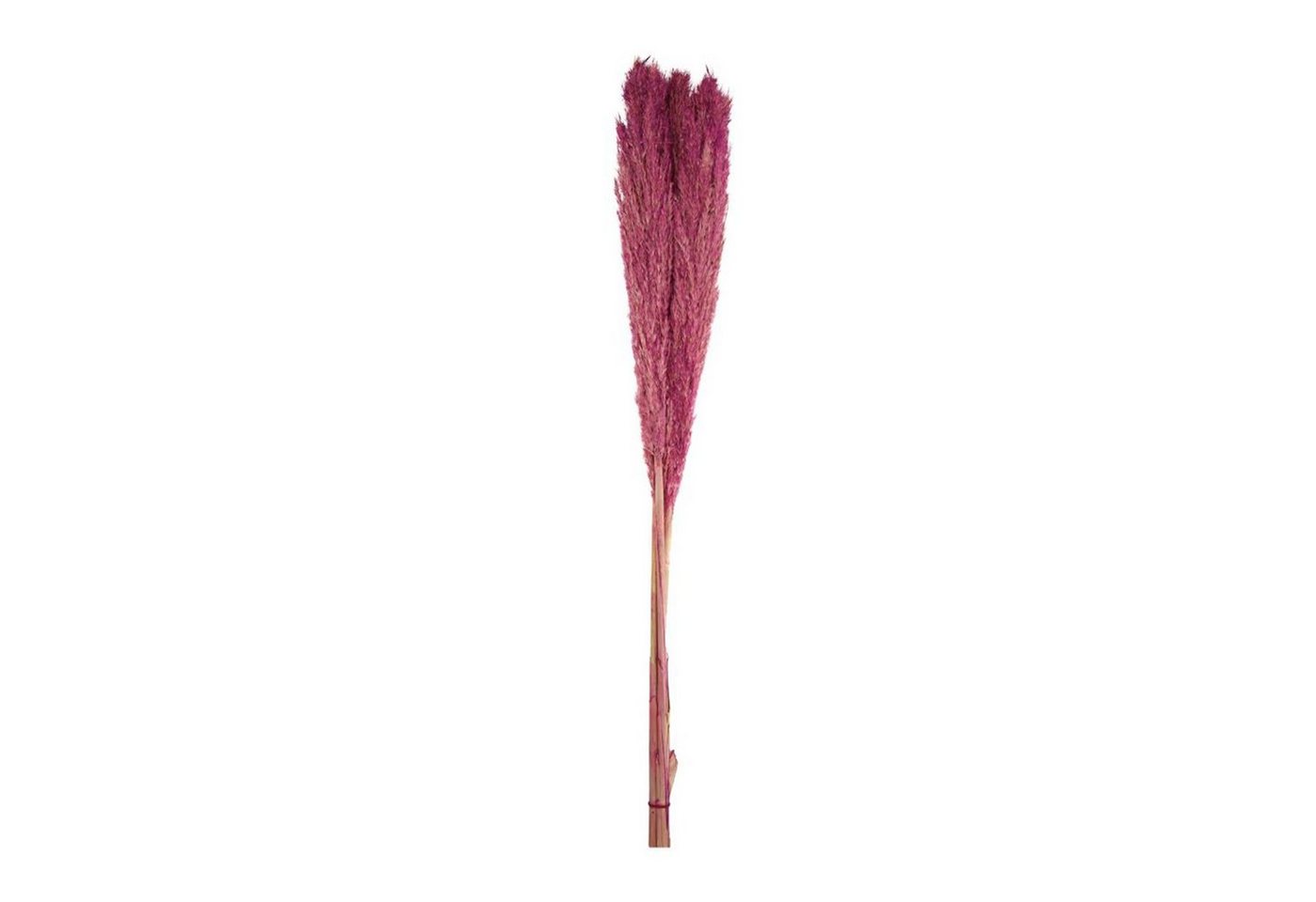 Trockenblume Pfahlrohr pink - Wild reed plume - Arundo donax - 115 cm - 3 Stück, DIJK von DIJK