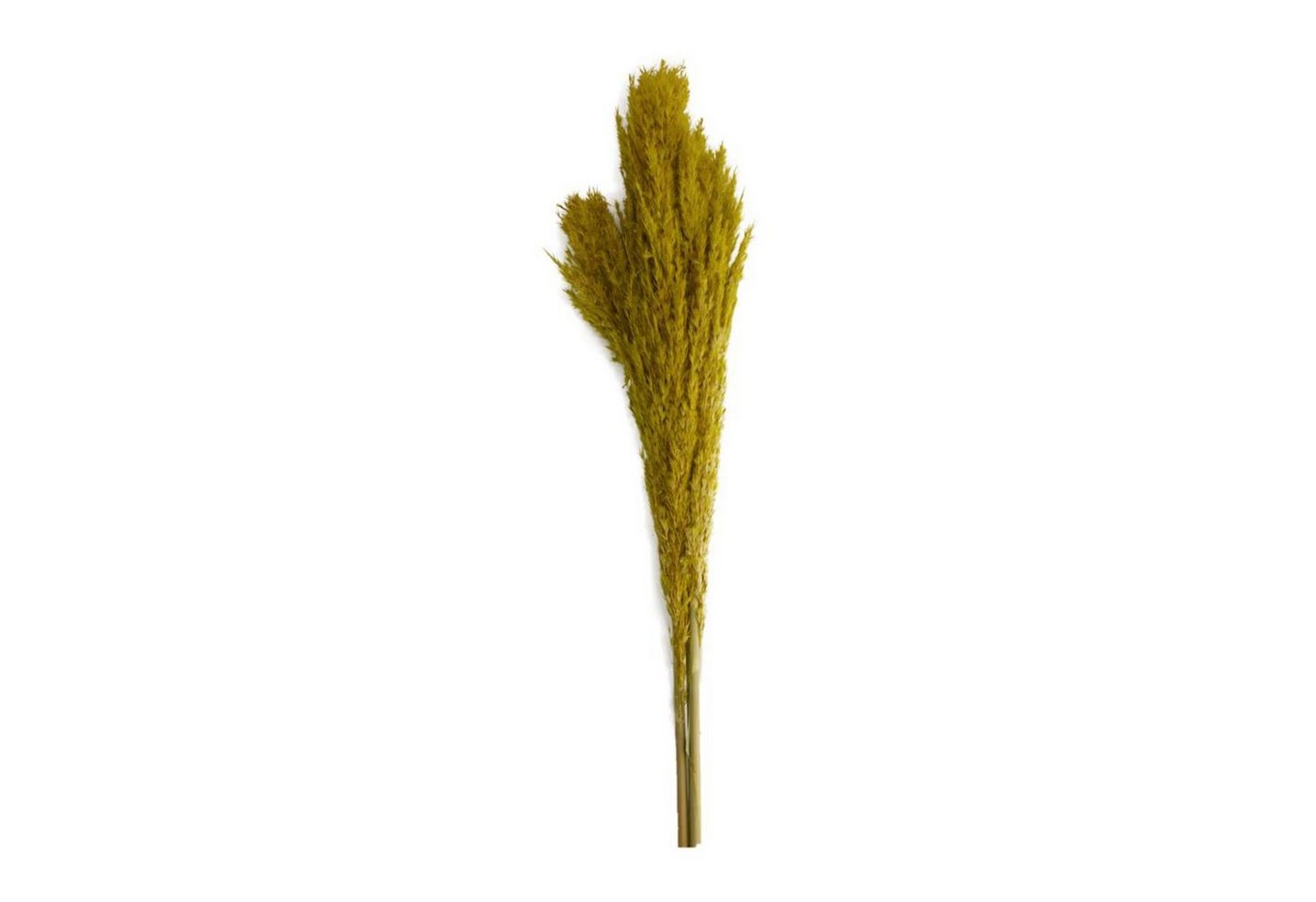 Trockenblume Pfahlrohr gelb - Wild reed plume - Arundo donax - 115 cm - 3 Stück, DIJK von DIJK