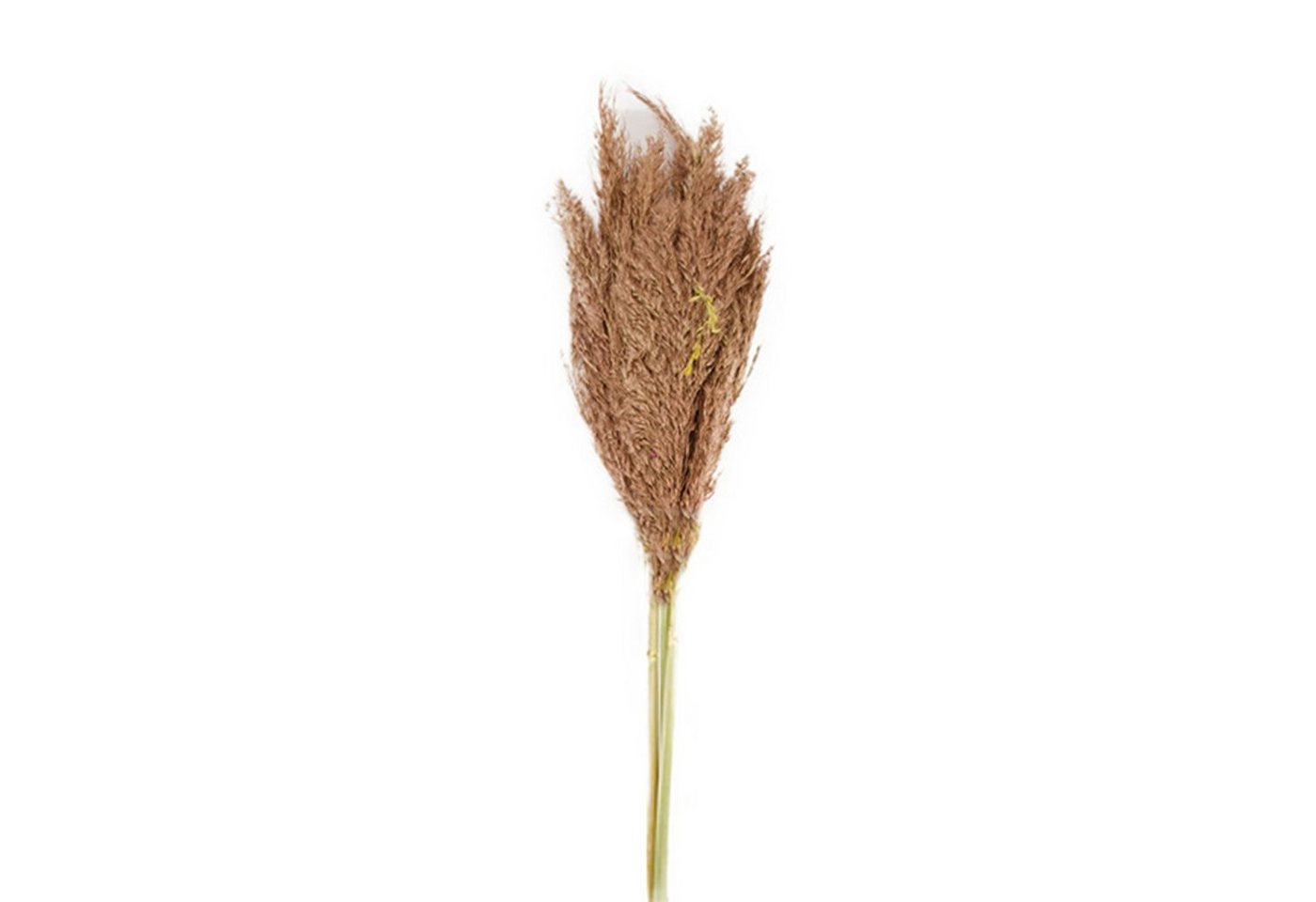Trockenblume Pfahlrohr bronze - Wild reed plume - Arundo donax - 115 cm - 3 Stück, DIJK von DIJK