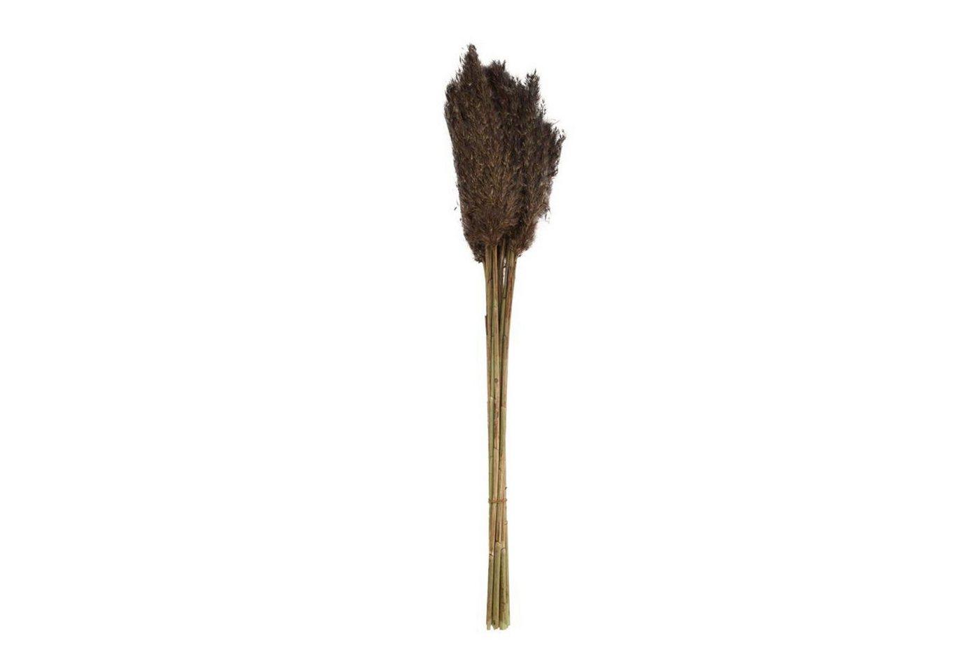 Trockenblume Pfahlrohr dunkelgrün - Wild reed plume - Arundo donax - 75 cm - 10 Stück, DIJK von DIJK