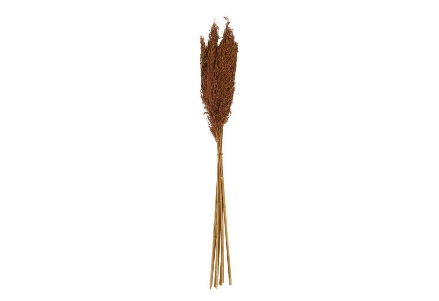 Trockenblume Pfahlrohr braun - Wild reed plume - Arundo donax - 75 cm - 10 Stück, DIJK von DIJK