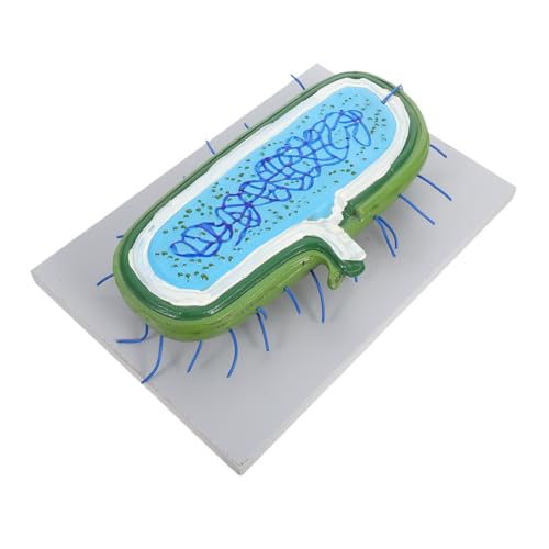 DIKACA Vergrößertes Tierzellmodell mit Zellkern und Organellen Interaktives Biologie-lehrmodell für Unterricht Schüler und Wissenschaftsprojekte Anschauliche Zellstruktur-demonstration von DIKACA