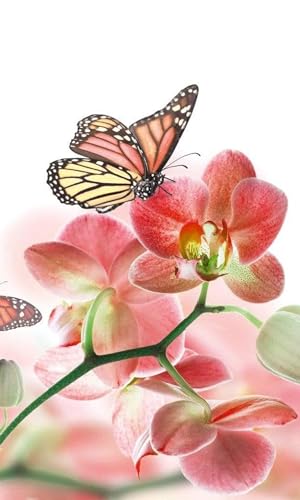 Vlies Fototapete SCHMETTERLING UND ORCHIDEEN 150 x 250 cm | Vliestapete - Wandtapete inklusive Kleister | PREMIUM VLIES QUALITÄT von DIMEX