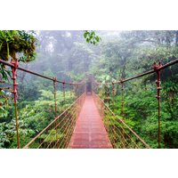 Wandbild Brücke Im Regenwald - Kätzchen | Tapete Deko Vlies Geheimnisvoll Wohnzimmer Schlafzimmer von DIMEXArt