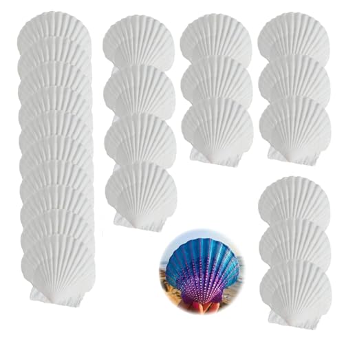 DINGFENG 25 Stück Weiße Muscheln zum Basteln Jakobsmuscheln – Natürliche Deko Muscheln Groß (6–7 cm) zum Basteln, Bemalen, DIY Kunst, Windspiel, Hochzeit, Stranddeko, Maritime Muschelschalen von DINGFENG