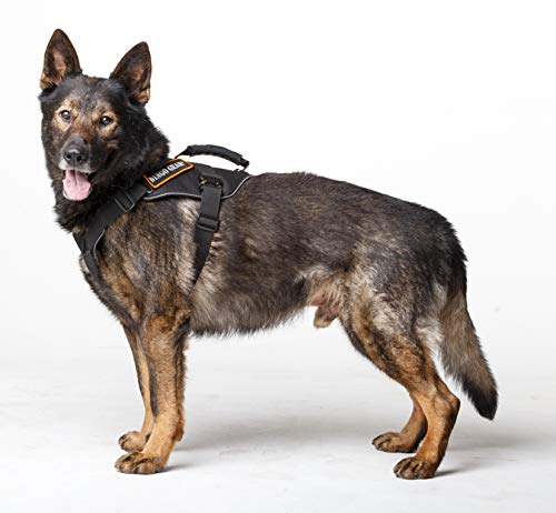 Dingo Gear Cobra Extreme Hundegeschirr mit starkem Griff, zuverlässiges Sicherheitssystem, handgefertigt, schwarz, Größe XL, S03204 von DINGO GEAR WWW.DINGOGEAR.COM 1977