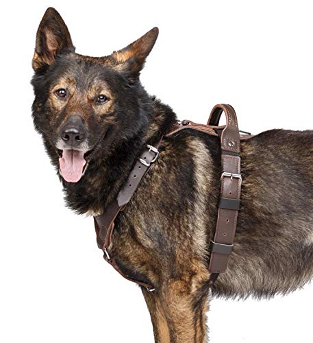 DINGO GEAR Superhero Geschirr für Hunde, handgefertigt, aus echtem Leder, stabil, robust, mit Cobra Schnalle, M von DINGO GEAR WWW.DINGOGEAR.COM 1977