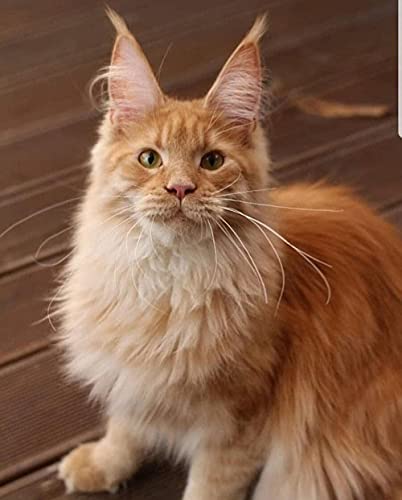 Diamond Painting Erwachsener Kind Katze Maine COON Katze Orange DIY von DINGQING