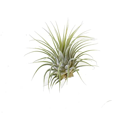 DIXIE STORE Tillandsia IONANTHA - Luftpflanzen - Pflegeleichte Pflanzen - Effektvolle Pflanzen für Innenräume - Pflanzen Ohne Wurzeln - Luftwurzel Pflanze - Ungiftig für Haustiere und Kinder - 7cm von DIXIE STORE