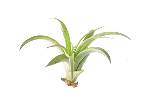 DIXIE STORE Tillandsia MULTIFLORA MINI - Luftpflanzen - Pflegeleichte Pflanzen - Effektvolle Pflanzen für Innenräume - Pflanzen Ohne Wurzeln - Luftwurzel Pflanze - Ungiftig für Haustiere Kinder 5-6cm von DIXIE STORE