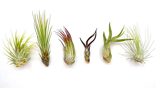 DIXIE STORE Tillandsia | Tillandsia 6-Pflanzen Set für Anfang Luftpfanzen | Außergewöhnliche praktische Pflanzen ohne Wurzeln für Hausgarten und Hausdekor von DIXIE STORE