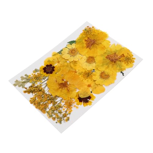 DIYEAH Blumenbasteln 15 Stück Getrocknete Blumen Zum Pressen Natürliche Blumenproben Für Handgefertigte Dekoration Und Nagelkunst von DIYEAH