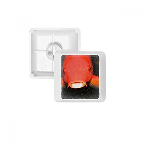 DIYthinker Meeresorganismus Red Fish Tier PBT Keycaps für Mechanische Tastatur Weiß OEM Keine Markierung drucken DIYthinker Meeresorganismus Red Fish Tier PBT Keycaps für Mechanische Tastatur Weiß OEM Keine Markierung drucken von DIYthinker