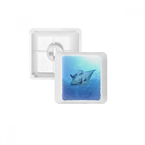 DIYthinker Ozean-Ray Skate Wissenschaft Natur Bild PBT Keycaps für Mechanische Tastatur Weiß OEM Keine Markierung drucken DIYthinker Ozean-Ray Skate Wissenschaft Natur Bild PBT Keycaps für Mechanische Tastatur Weiß OEM Keine Markierung drucken von DIYthinker