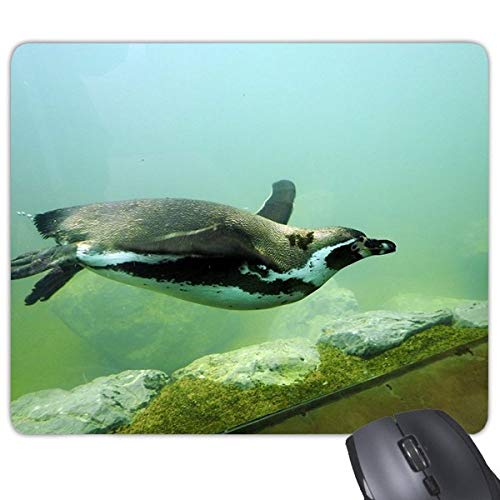 beatChong Ozean Antarktis Penguin Science Natur Bild Rechteck Griffige Gummi Mousepad Spiel Mauspad Geschenk von DIYthinker
