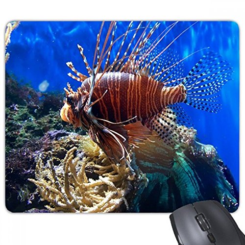 beatChong Ozean-Quallen Wissenschaft Natur Bild Rechteck Griffige Gummi Mousepad Spiel Mauspad Geschenk von DIYthinker