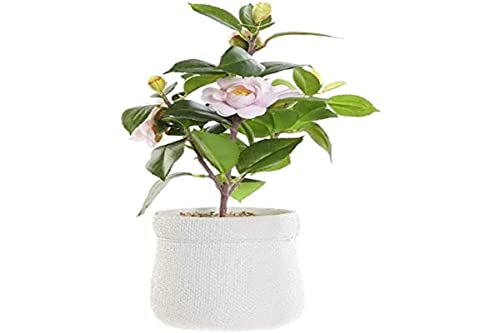 DKD Home Decor Dekorative Pflanze Weiß Grün Rosa PVC Eva (23 x 18 x 38 cm) von DKD Home Decor